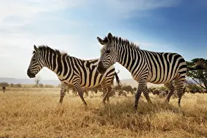 Tanzanian: Common Zebra