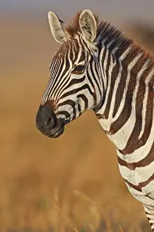 Boehmi: Common Zebra