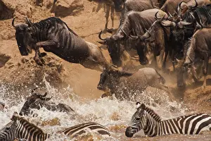 Ungulata: Common Zebra