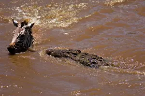 Niloticus: Common Zebra