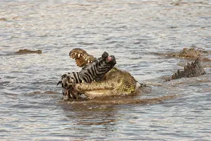Meal: Common Zebra