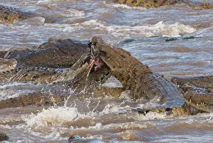 Meal: Common Zebra