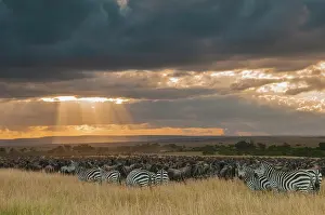 Brindled: Common Zebra