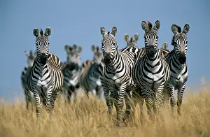 Stripey: Common Zebra