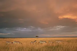 Stripey: Common Zebra