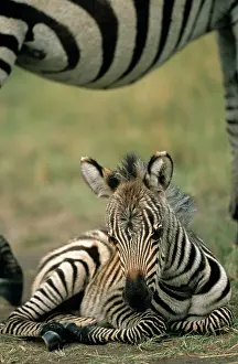 Stripey: Common Zebra