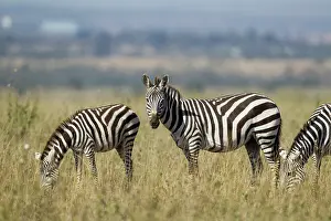 Stripes: Common Zebra