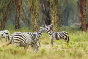 Stripes: Common Zebra