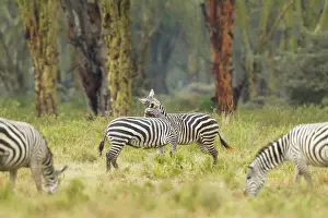 Conflict: Common Zebra