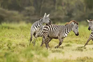 Quagga: Common Zebra