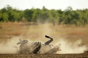 Cleaning: Common Zebra