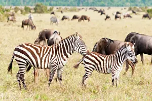Boehmi: Common Zebra or Burchell's Zebra (Equus