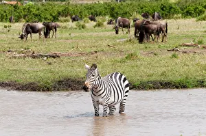 Boehmi: Common Zebra or Burchell's Zebra (Equus