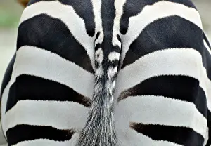 Burchell: Common Zebra / Burchell's Zebra - rear view