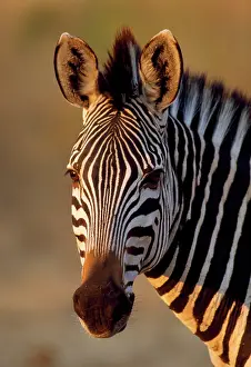 Eric Dragesco: Common Zebra - close up of head
