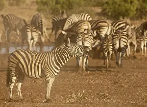 Quagga: Common Zebra (Equus quagga), adult at a waterho