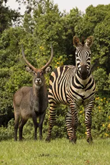 Waterbuck: Common Zebra, Equus quagga, and Defassa waterbuck, Kenya