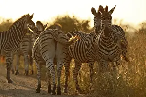 Quagga: Common Zebra (Equus quagga), group next to the