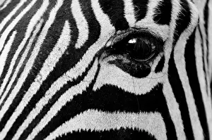 Kapama: Common Zebra (Equus quagga), Kapama Game