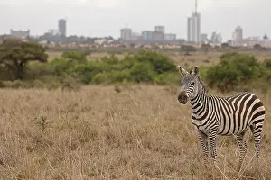 Nairobi: Common zebra, Equus quagga, Nairobi National
