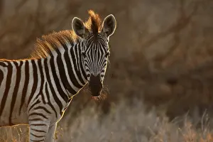 Quagga: Common Zebra (Equus quagga) portrait, with back