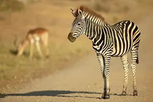 Quagga: Common Zebra (Equus quagga) standing on the roa