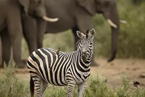 Buphagus: Common Zebra (Equus quagga) with Yellow-billed