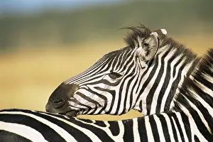 Nibble: Common zebra grooming