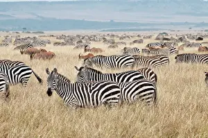 Topis: Common Zebra - group grazing - with one or two