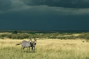 Raining: Common zebras and approaching storm