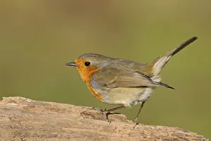 Robin: Commonly known songbird... The robin (Erithacus rubecula) is probably one of our best-known native songbirds