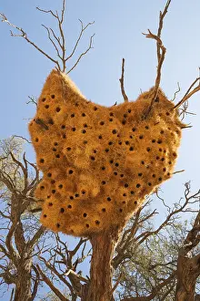 Camelthorn: Communal nest of Sociable Weavers with its numerous