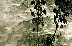 Communal: Communal Spider Web