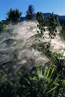 Communal: Communal Spiders Webs