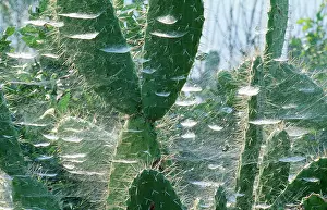 Communal: Communal Spiders Webs - cobweb on Prickly Pear