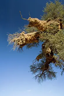 Communities: Communal Weaver Bird nest