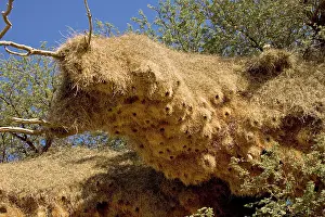 Communities: Communal Weaver Bird nest