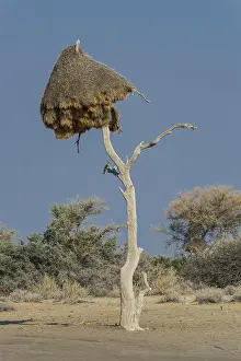 Caring: Community nest of settling weavers (Philetairus