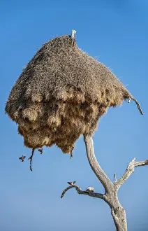 Caring: Community nest of settling weavers (Philetairus