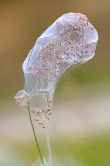 Gorse: Community silk web of Spider mites (social mites)