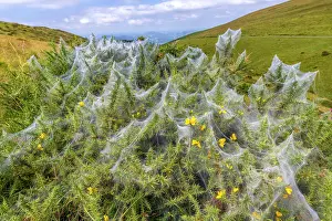 Gorse: Community silk web of Spider mites (social mites)