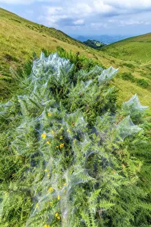Gorse: Community silk web of Spider mites (social mites)