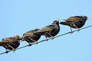 Comon: Comon Starling - Camargue France