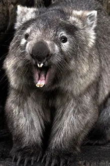 Showing: Comon Wombat - with mouth open showing teeth