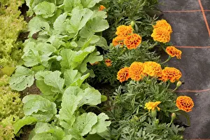 Marigolds: Companion planting, with french marigolds next
