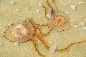 Stinging: Compass Jellyfish