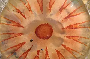 Stinging: Compass Jellyfish