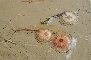 Stinging: Compass Jellyfish