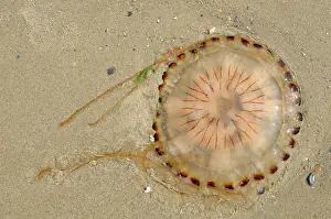 Stinging: Compass Jellyfish