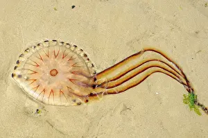 Stinging: Compass Jellyfish